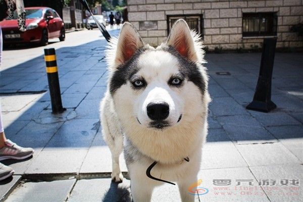 女子下班途中被狗撞伤被判工伤 法院：非本人主要责任(图3)